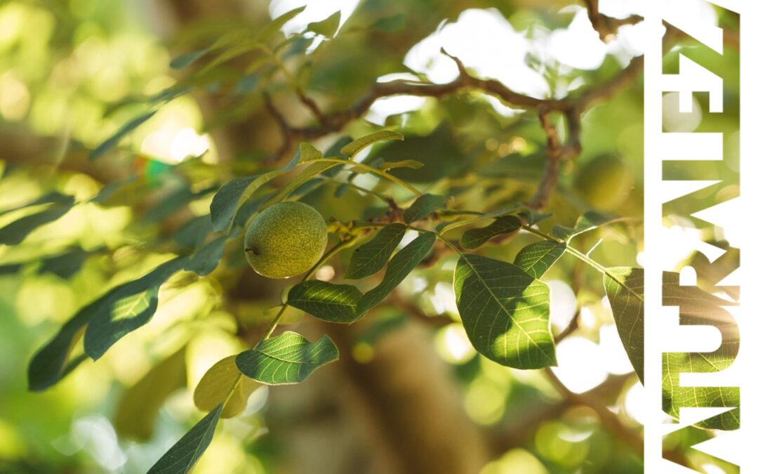 El mayor (y muy sano) consumo de frutos secos dispara la implantación de cultivos leñosos en España