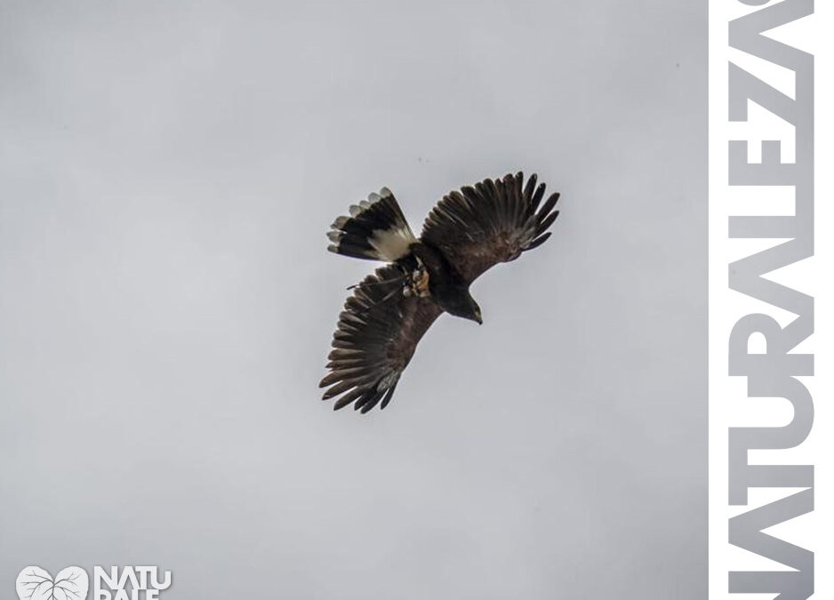 AVEUSARIO: La belleza del vuelo libre de las aves rapaces