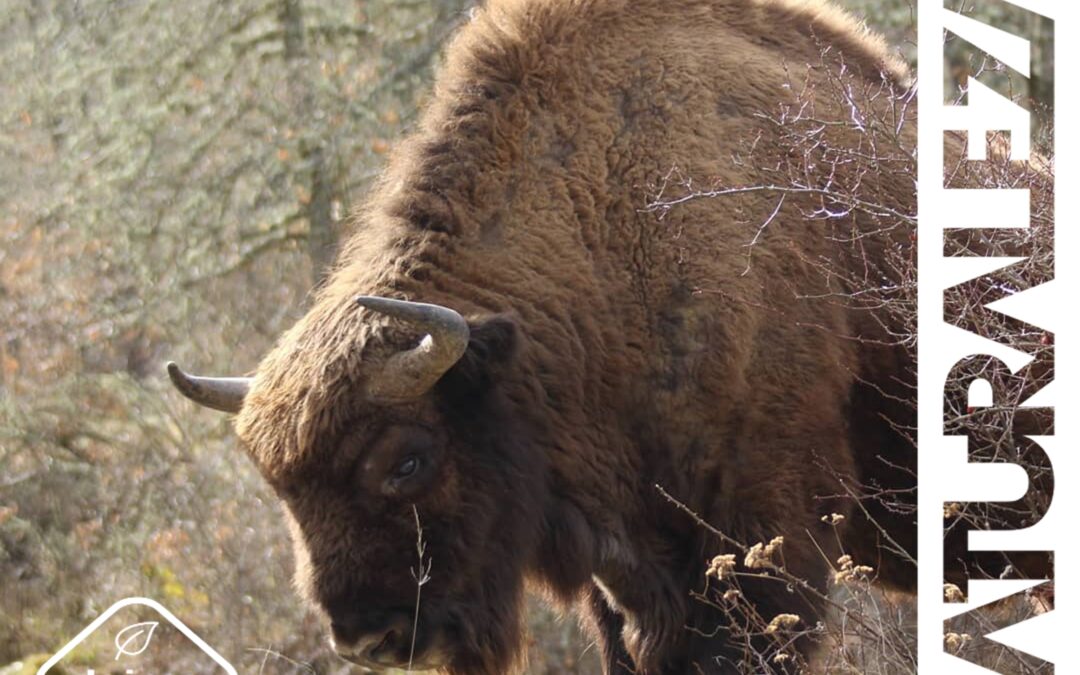 BISON BONASUS: el “Parque Jurásico” de San Cebrián de Mudá.